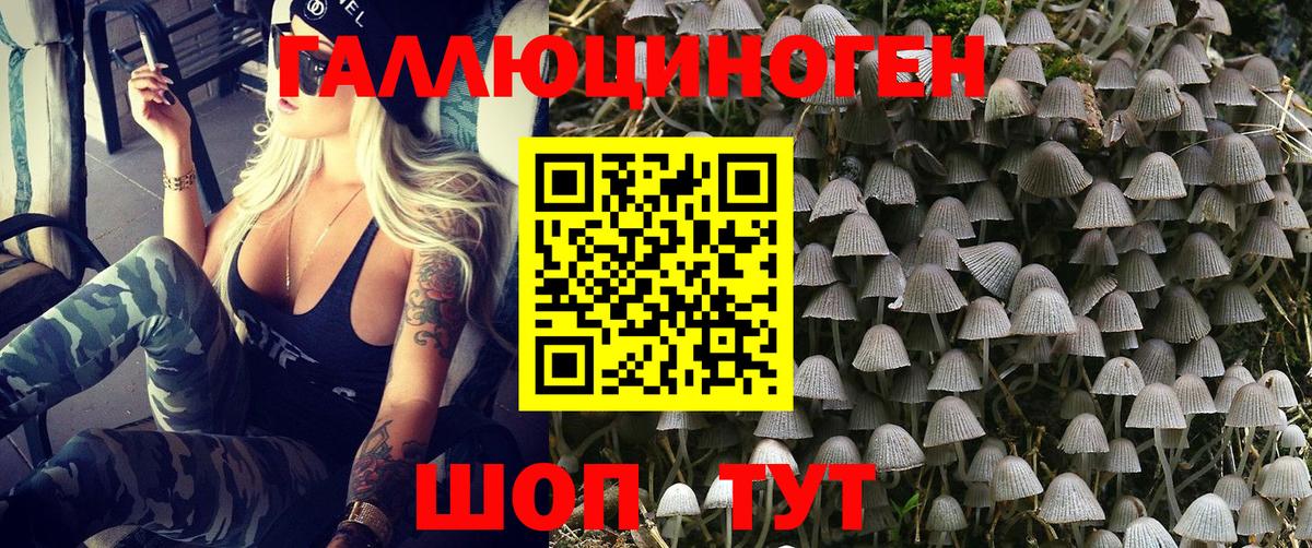 Новочеркасск  Псилоцибиновые грибы Psilocybine cubensis  Вход с VPN 